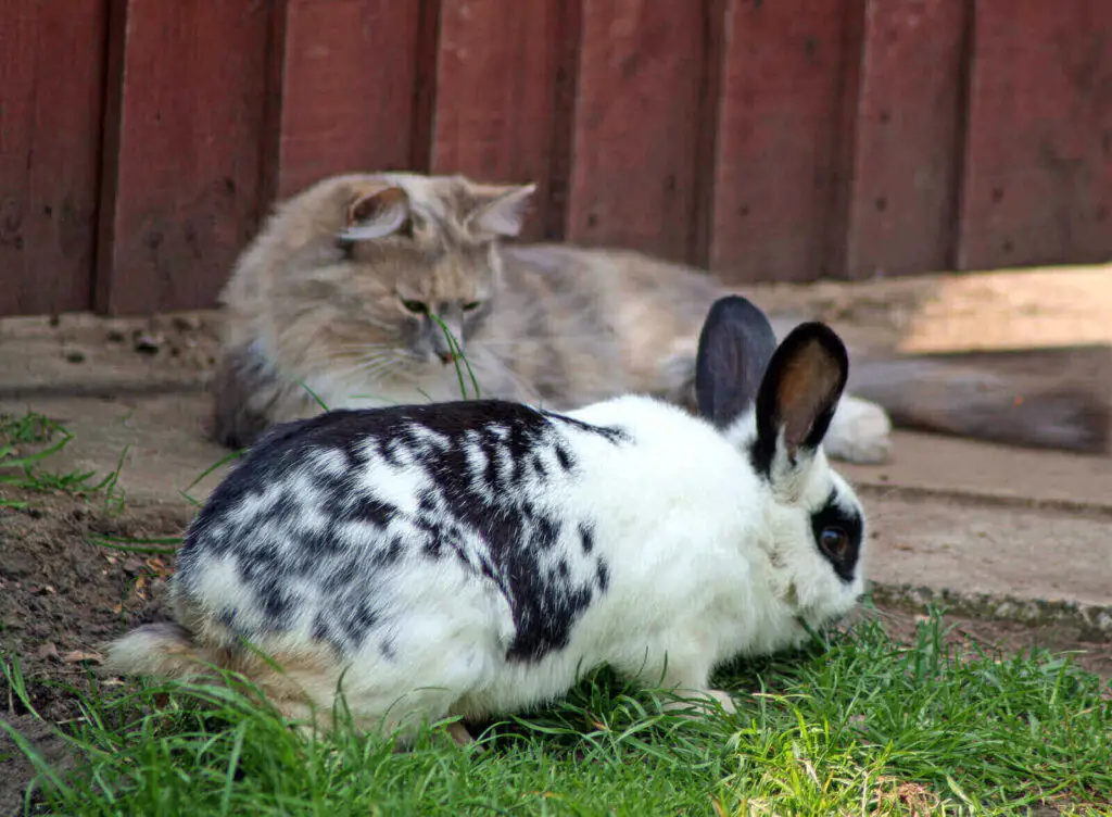 Cat proof rabbit cage methods