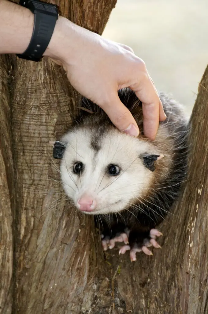 Do possums eat rabbits