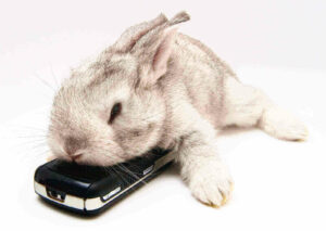 How to tell how old a baby rabbit is