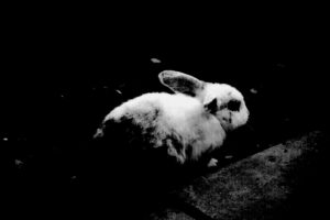 How To Wash A Rabbit