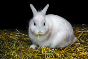 Rabbit wont eat hay what should i do