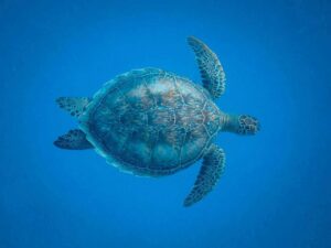 Turtle shell peeling