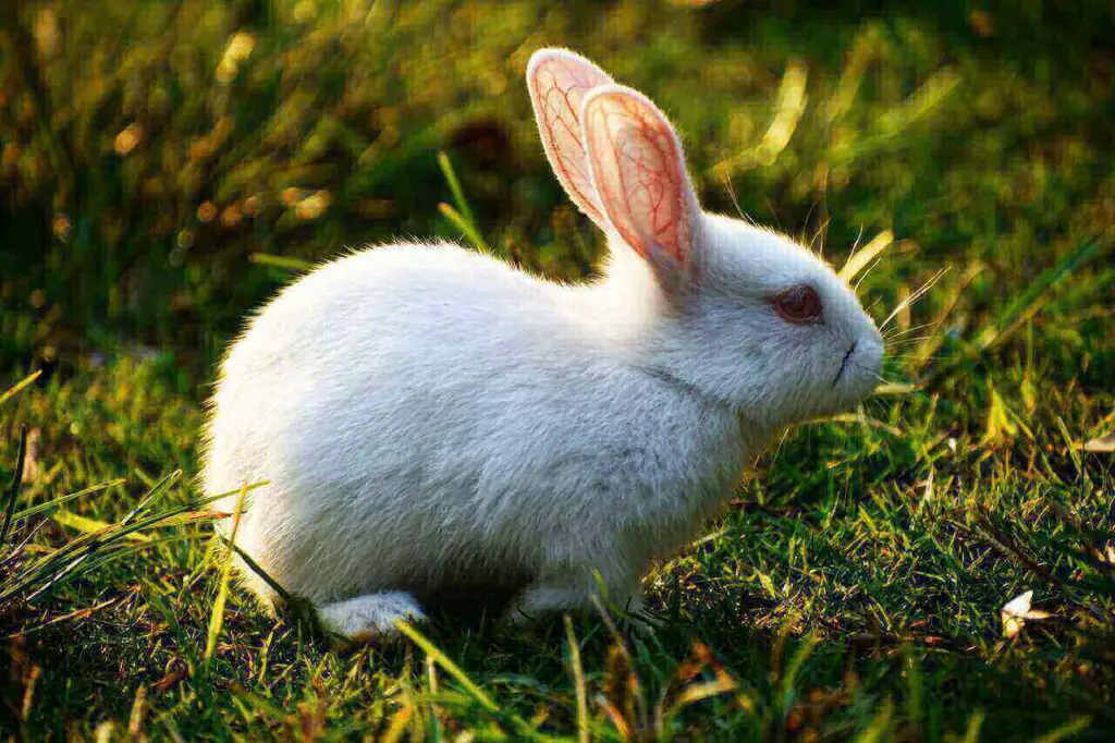 White rabbit with red eyes