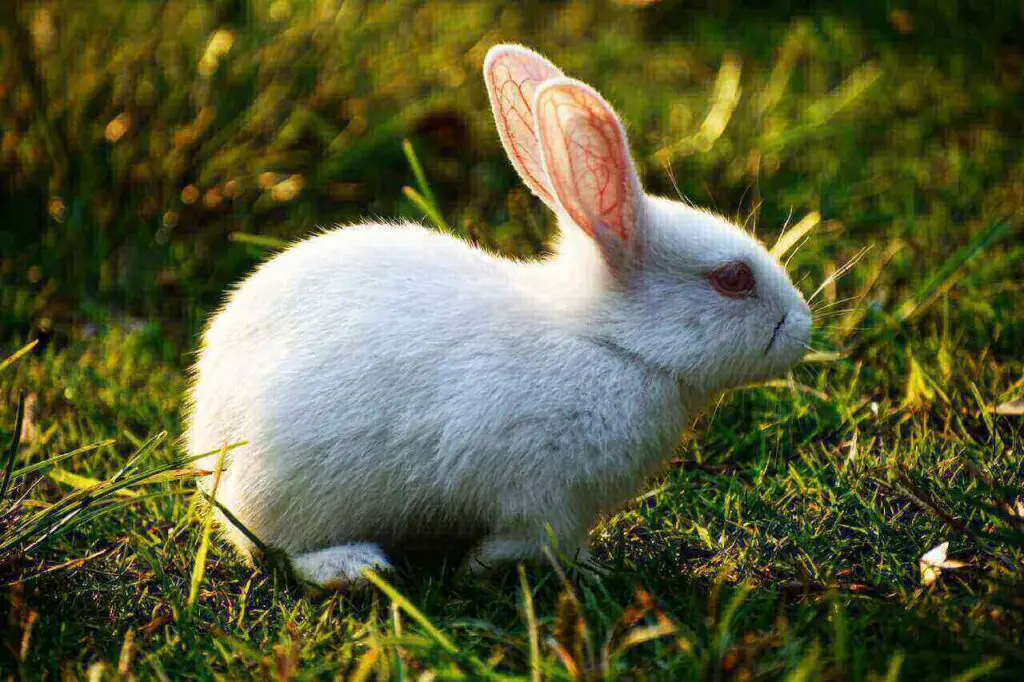 White Rabbit With Red Eyes : 5 Cool Albino Rabbits Breed