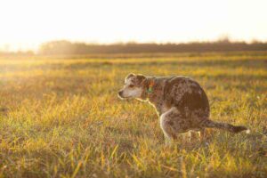 White specks in dog poop - what to do
