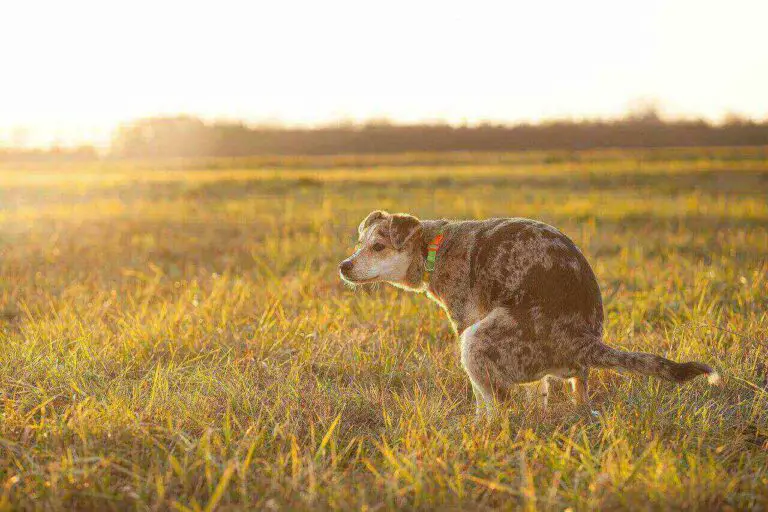 White Specks In Dog Poop 4 Most Important Reasons 2023   White Specks In Dog Poop What To Do 768x512 