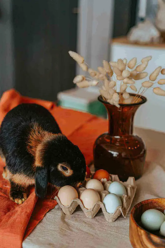Foods fatal to rabbits