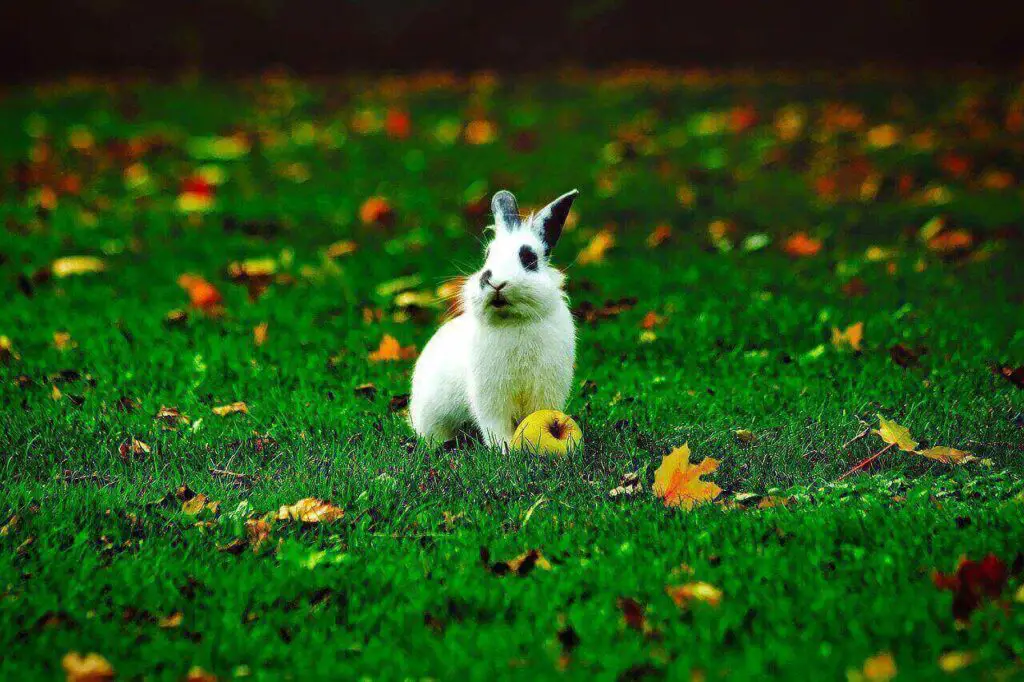 Can Rabbits Eat Apples? 3 Cool Health Benefits Of Rabbits Eating Apples