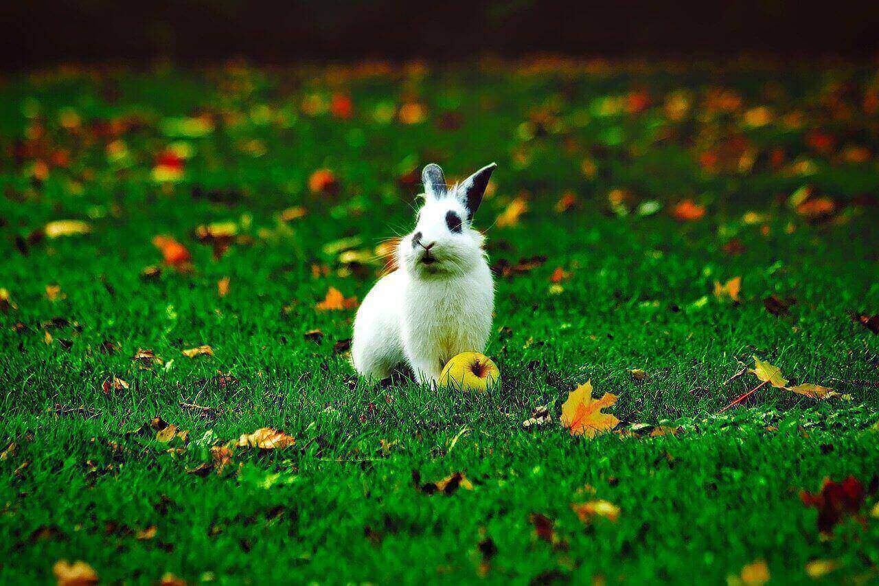 can rabbits eat apples