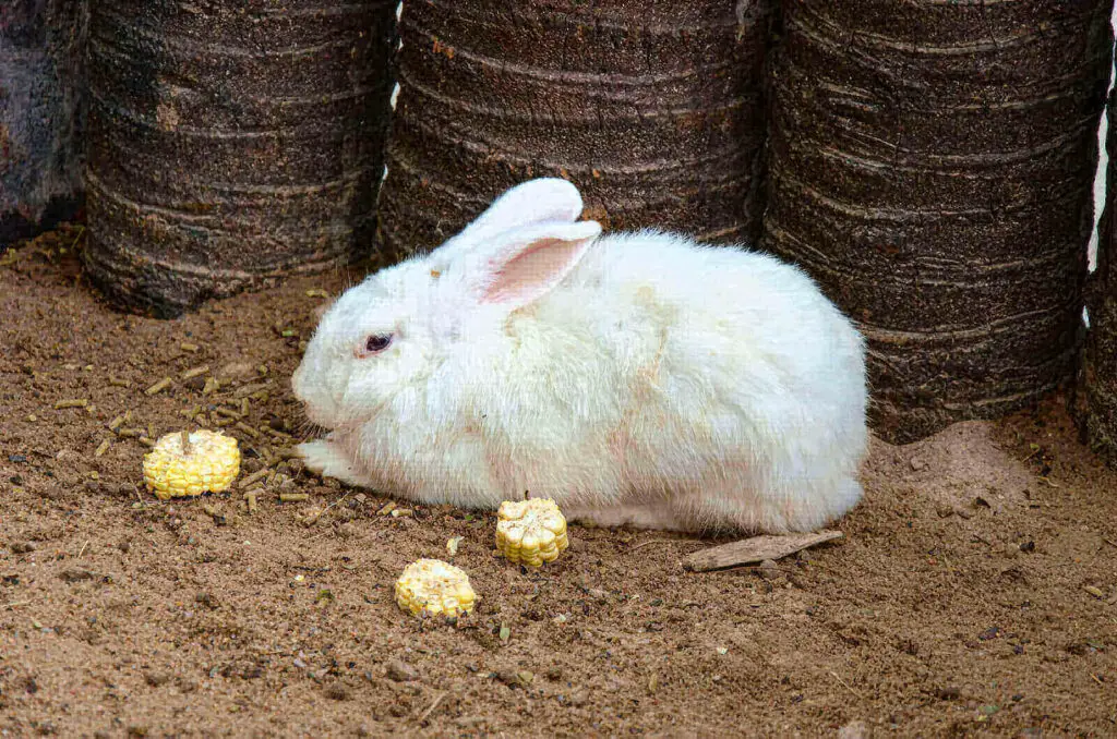 Do Rabbits Eat Corn? Can Rabbits Eat Corn Cobs? 3 Brutal Issues