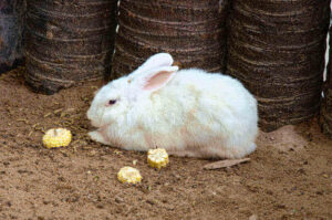 do rabbits eat corn or corn plants or corn on the cob