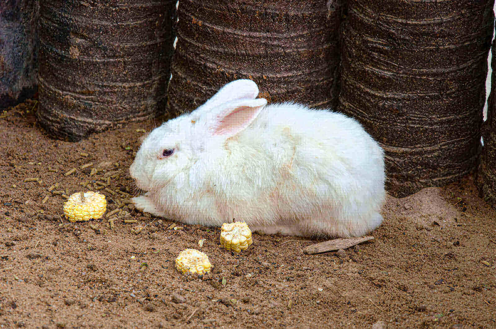 do rabbits eat corn or corn plants or corn on the cob
