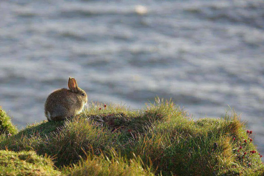 Do rabbits eat grass