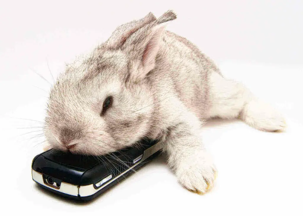Do rabbits hibernate