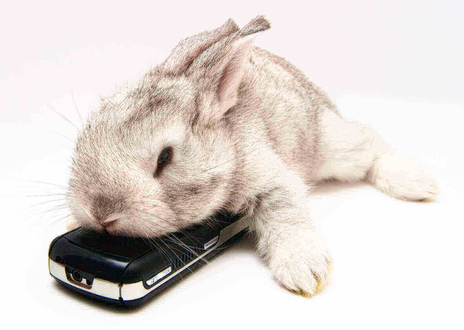 Do Rabbits Hibernate? 5 Cool Tactics By Bunnies - 2023