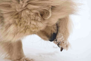dog ate a tampon