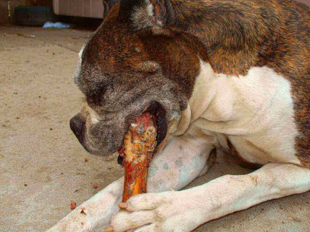 Dog ate rib bone
