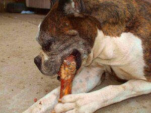 dog ate rib bone - can dogs eat rib bones