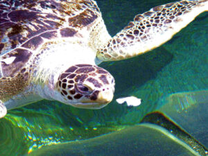 how long can turtles go without eating food
