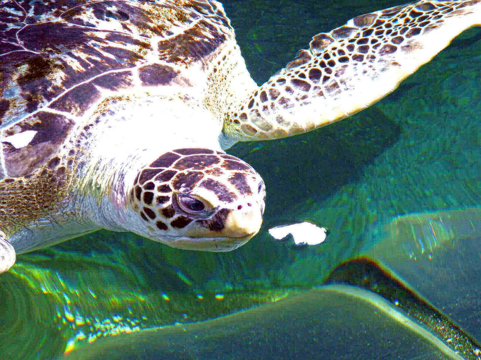 How Long Can Turtles Go Without Eating? 3 Clear Feeding Plan