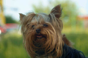 is a yorkshire terrier hypoallergenic and cause allergies