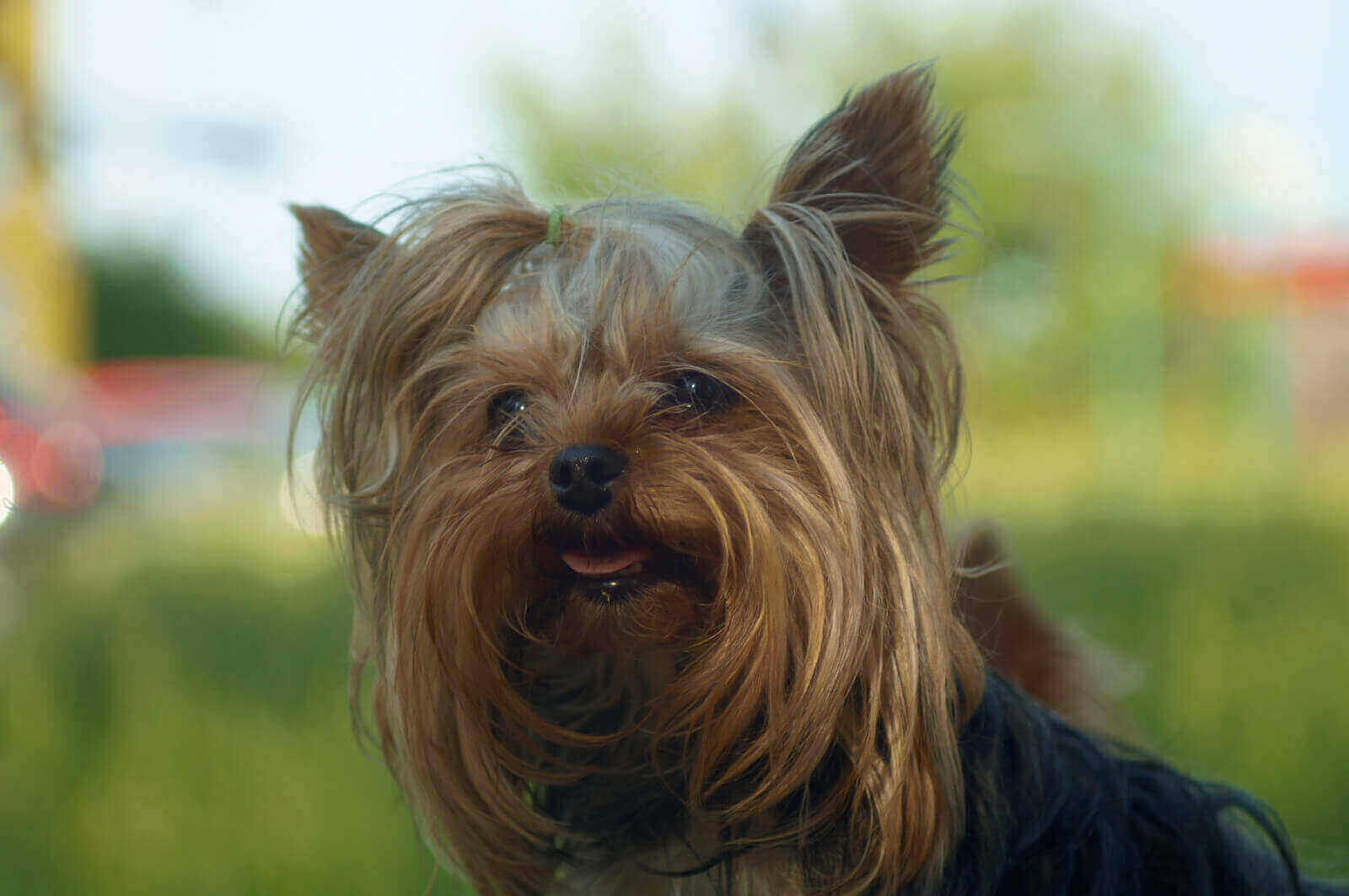 Is A Yorkshire Terrier Hypoallergenic 5 Devastating Allergies For Yorkies   Is A Yorkshire Terrier Hypoallergenic And Cause Allergies 