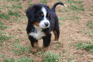 mini Bernese mountain dog