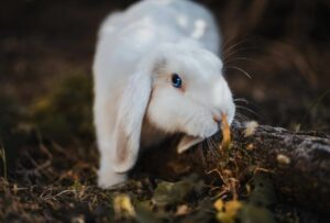 rabbit poop for sale