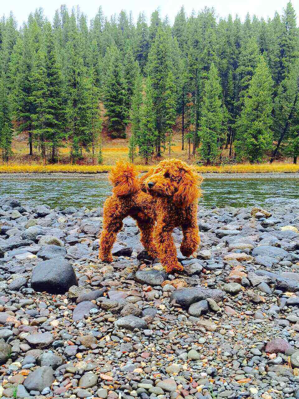 red mini goldendoodle