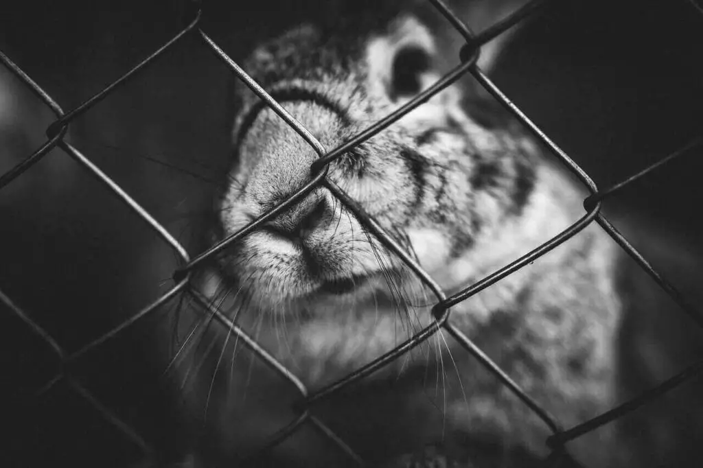Teddywidder rabbit