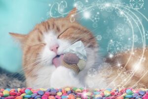 Can Cats Eat Whipped Cream - is whipped cream bad for cats
