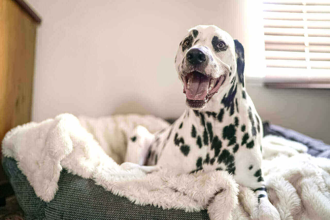 Can Dogs Eat Altoids? (3 Menacing Symptoms) Can Dogs Eat Altoids