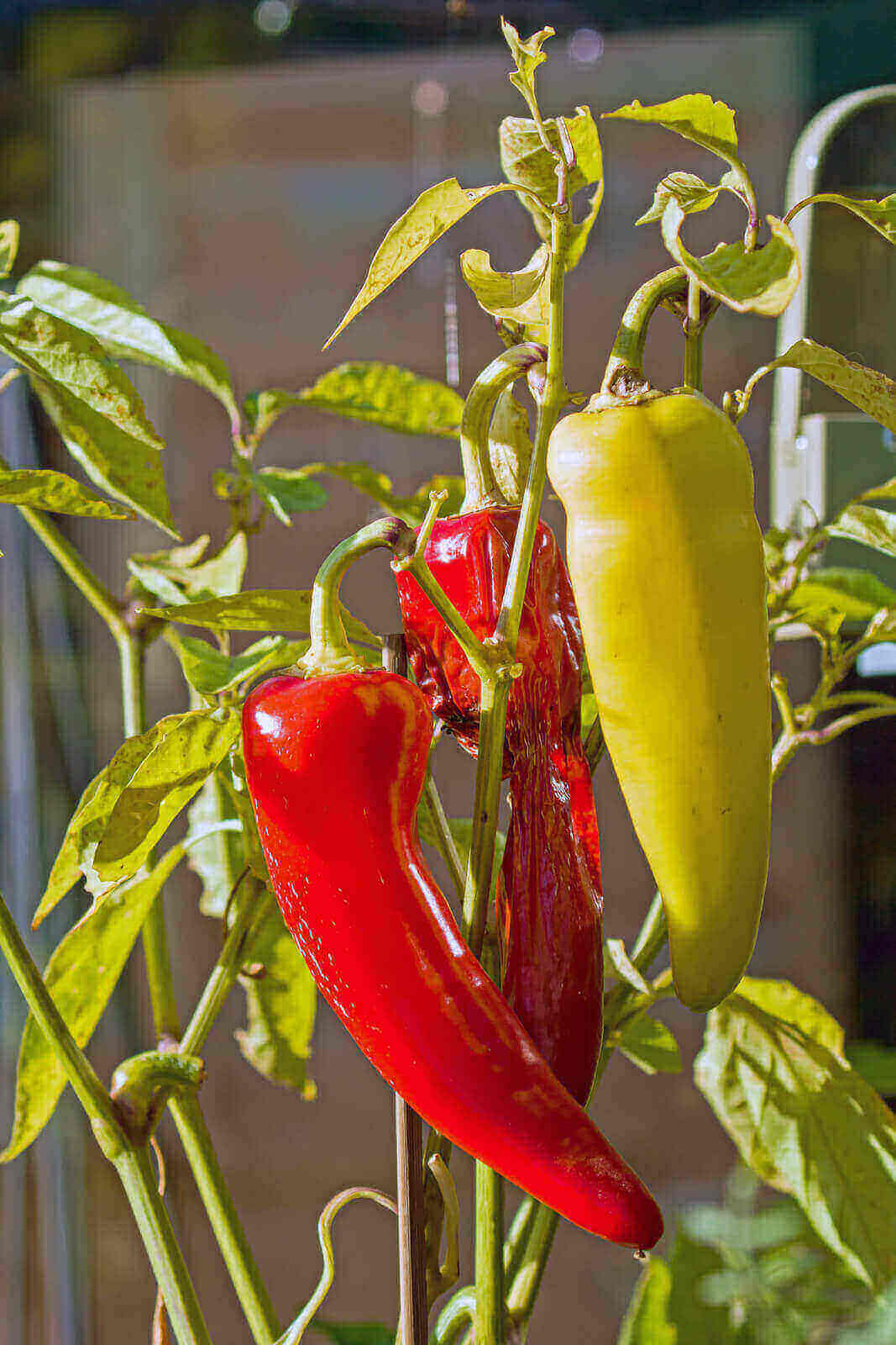 Can Dogs Eat Banana Peppers? 7 Menacing Health Issues 2022