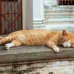 Cat Ate Rubber Band : (8 Brutal Health Symptoms)