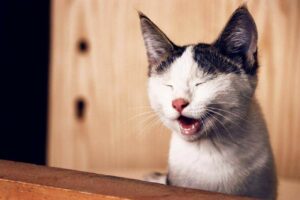Cat Throwing Up Pink Liquid