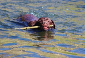 Chocolate Lab Blue Eyes