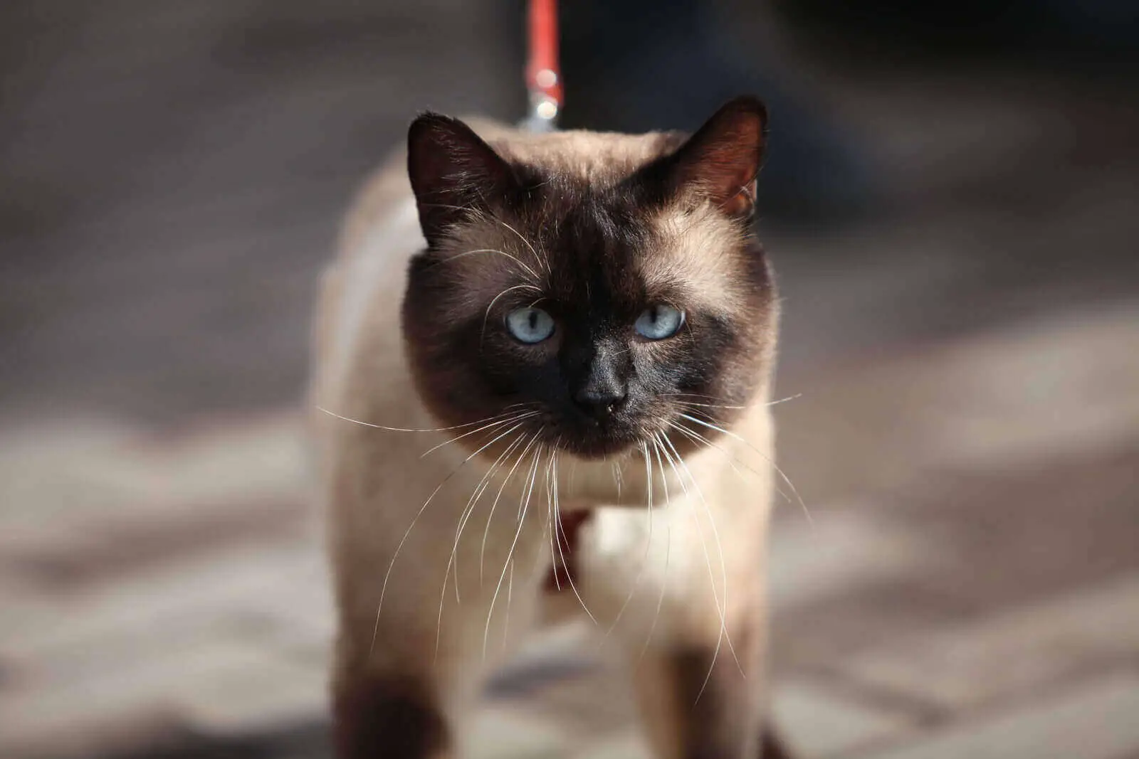 Chocolate Point Siamese Vs Seal Point Siamese : 7 Cool Facts