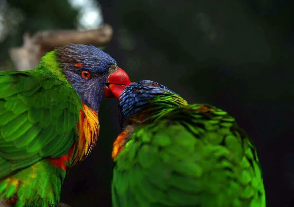 Do Birds Kiss? Why Do Parakeets Kiss? 11 Cool Ways Birds Show Affection ...