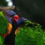 Do Birds Kiss? Why Do Parakeets Kiss? 11 Cool Ways Birds Show Affection