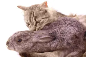 Do cats eat rabbits