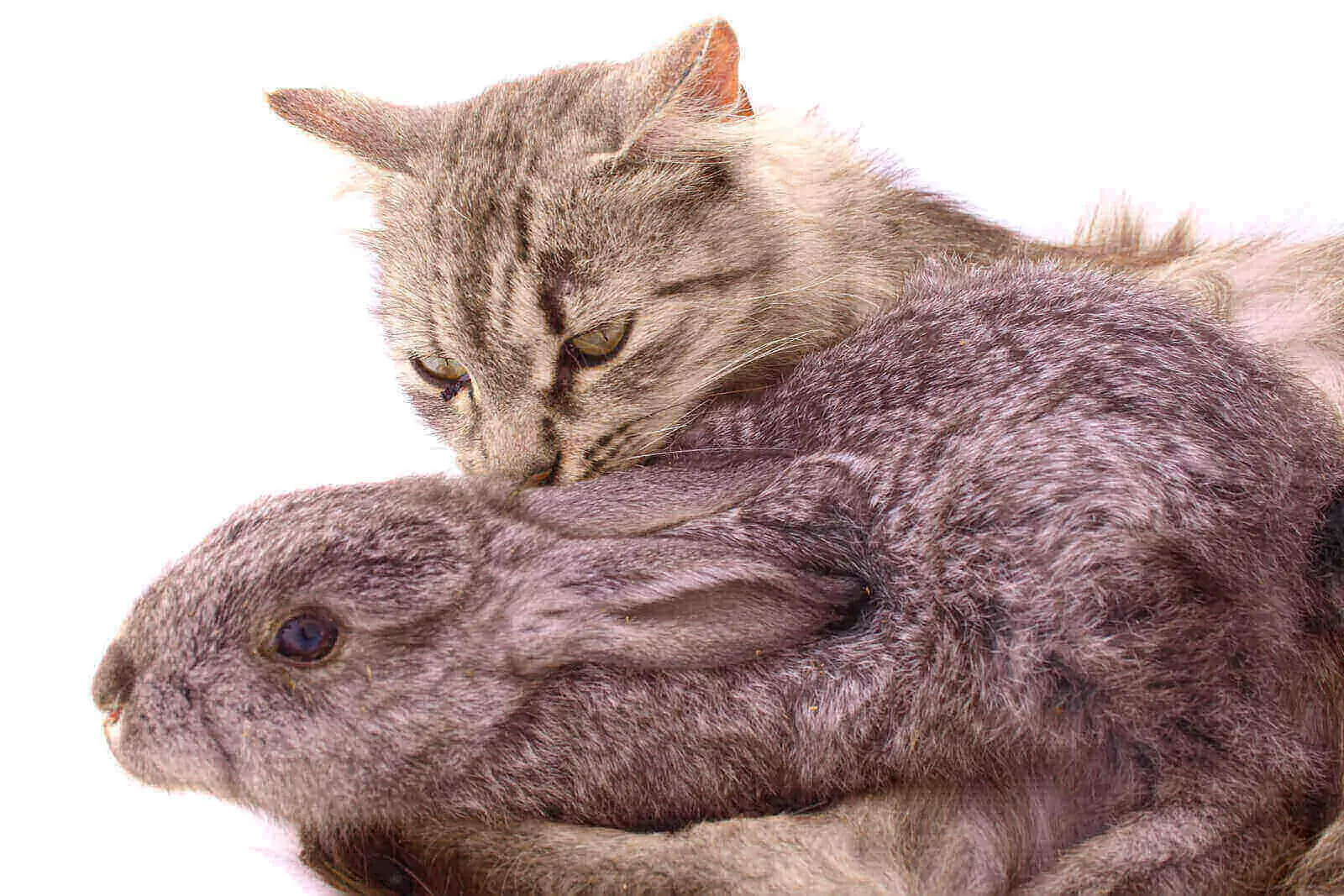Do Cats Eat Rabbits? 5 Clear Ways For Cat And Bunny Coexistence