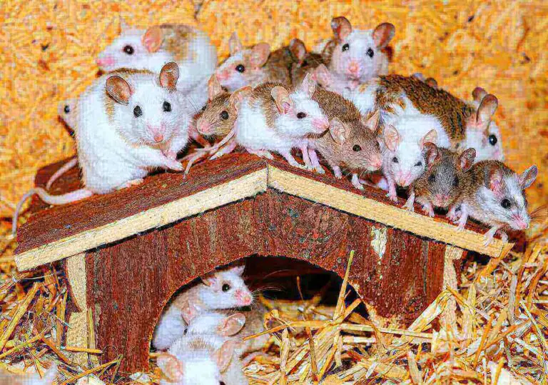 Do Dogs Eat Mice? Dog Ate Dead Mice (5 Menacing Symptoms)