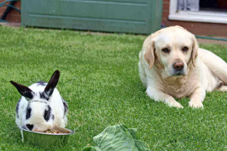 Dog Eating A Rabbit Do Dogs Eat Rabbits? (5 Menacing Symptoms)