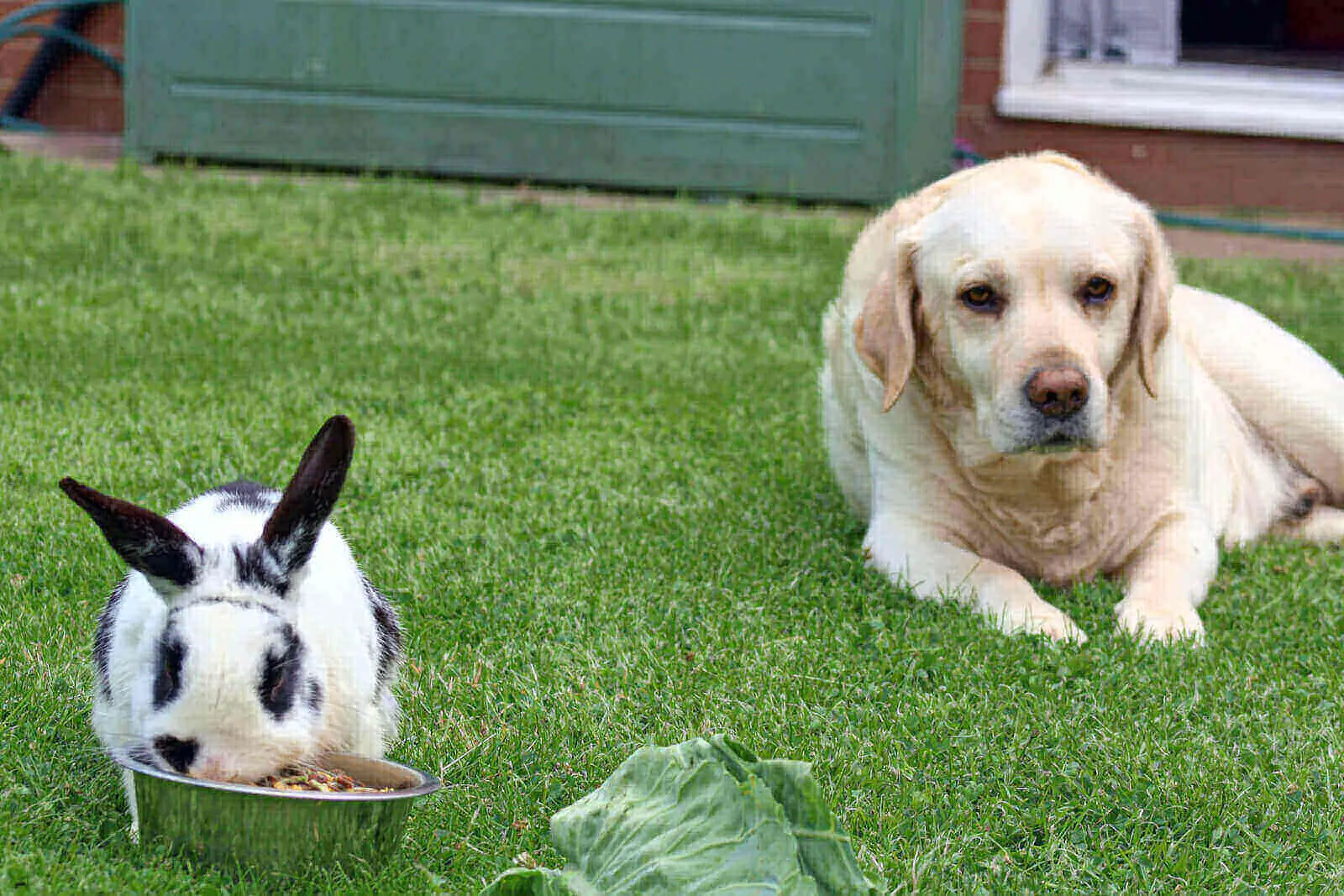 Dog Eating A Rabbit : Do Dogs Eat Rabbits? (5 Menacing Symptoms)