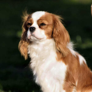 Dogs lips turning pink