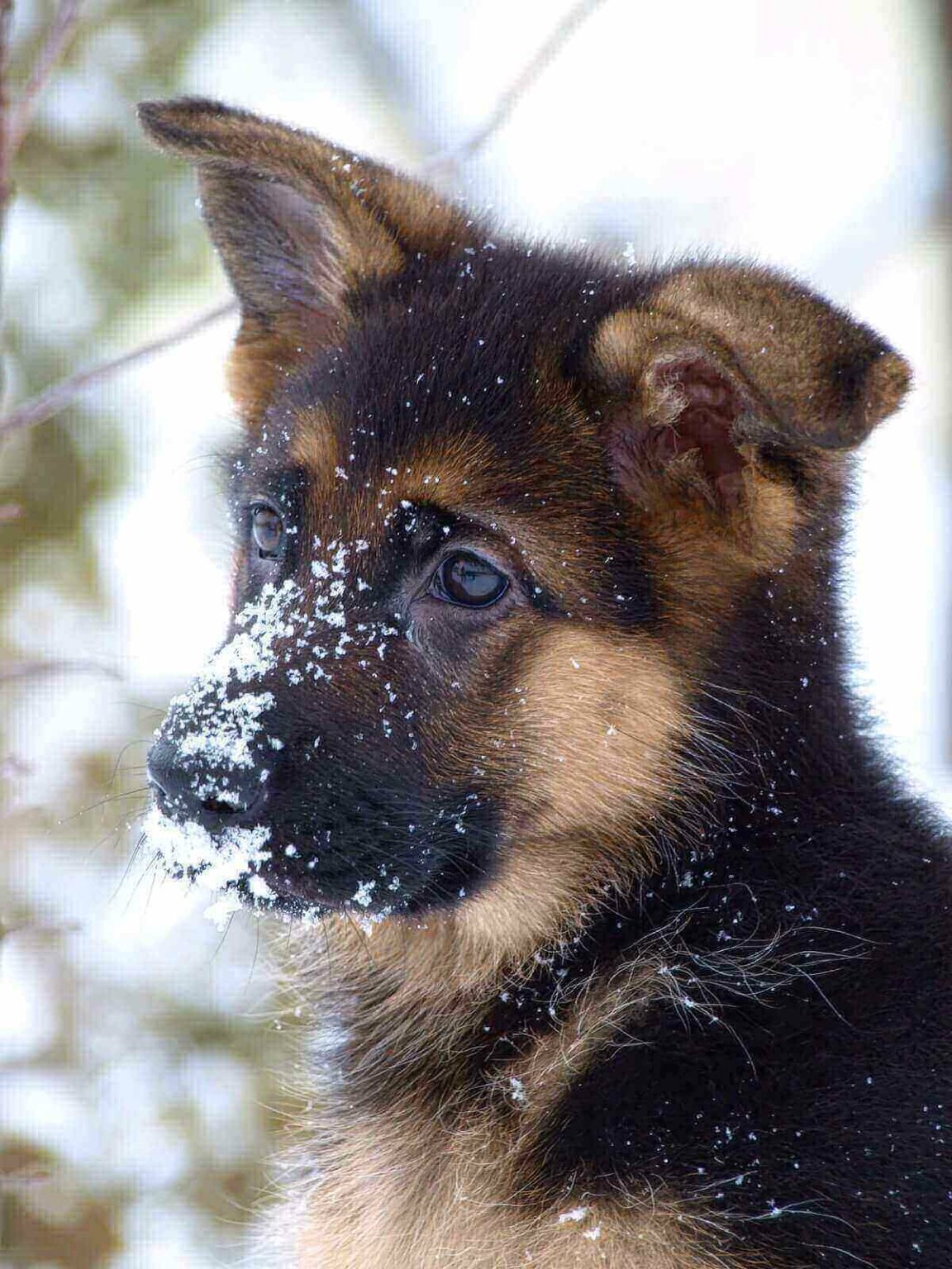 German Shepherd Chihuahua Mix Temperament, Price, Training, 11