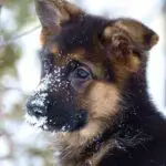 German Shepherd Chihuahua Mix : Temperament, Price, Training, 11 Interesting Facts