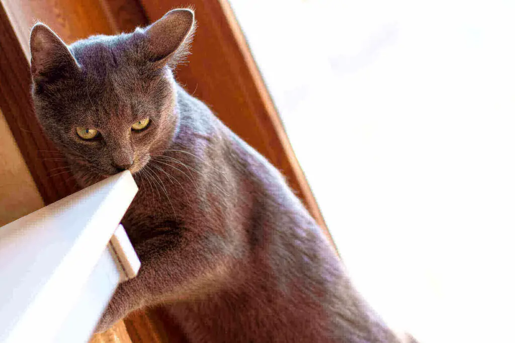 How long can a cat go without eating food