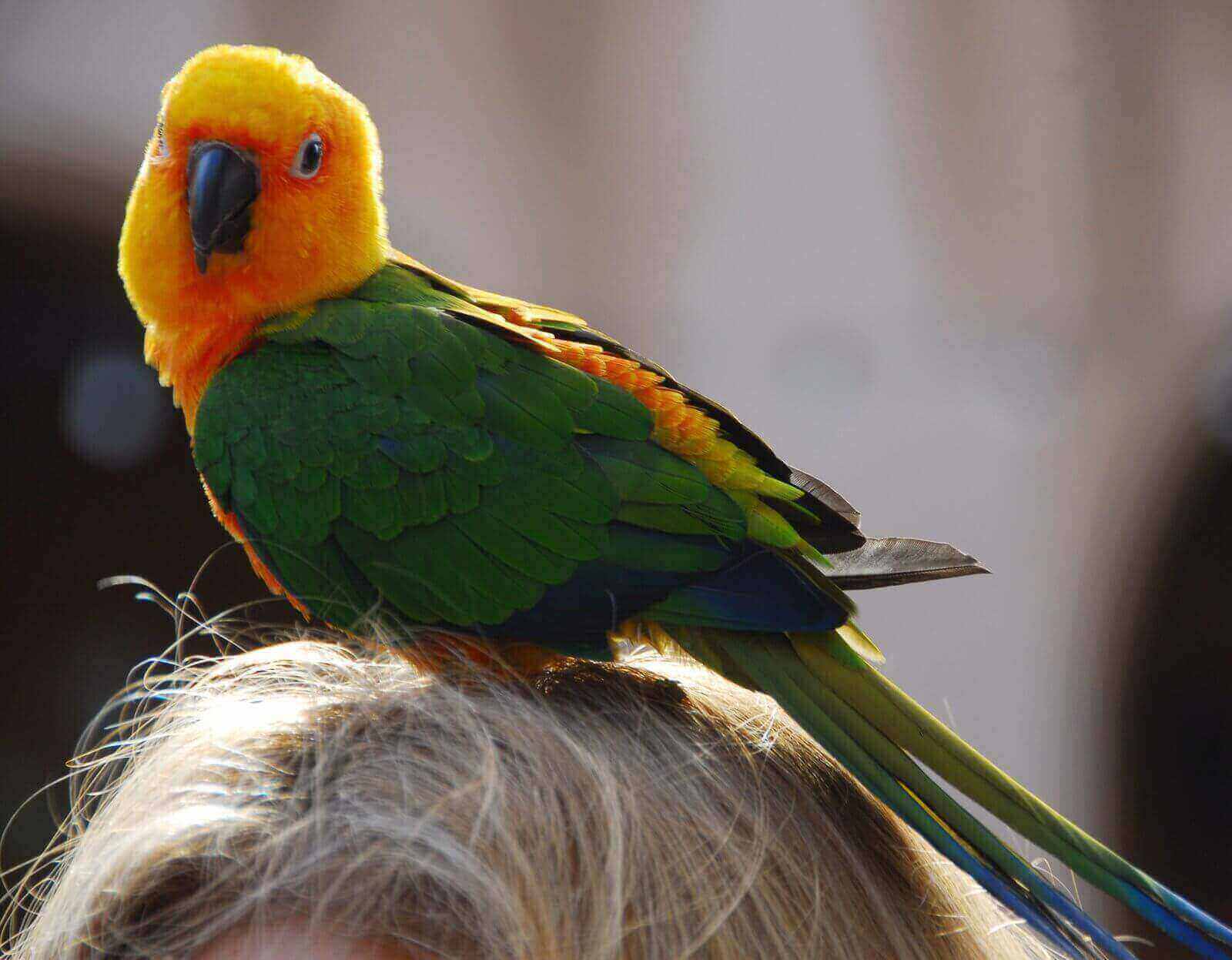 How Long Do Parakeets Live