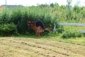 How Long Till A Dog Poops After Chicken And Rice - Yellow Poop After Chicken And Rice